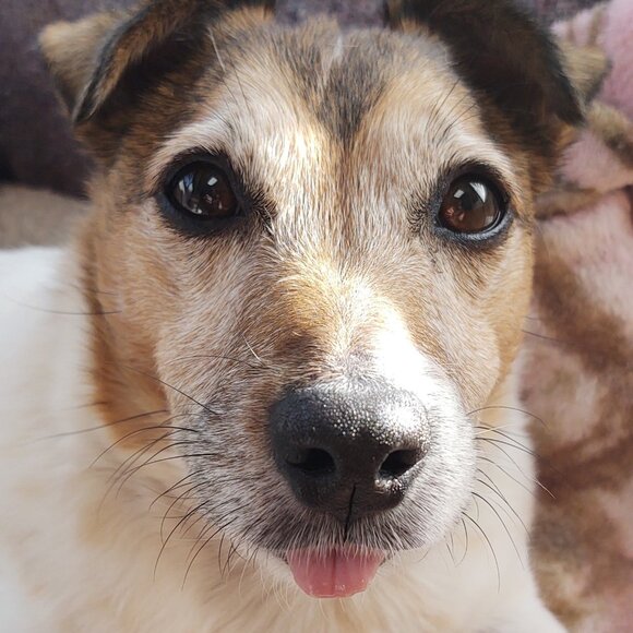 WAMA Hemp Triangle Bralette, Purple, XL, NWOT - Picture 5 of 5